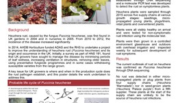 The epidemiology and control of heuchera rust (Puccinia heucherae)